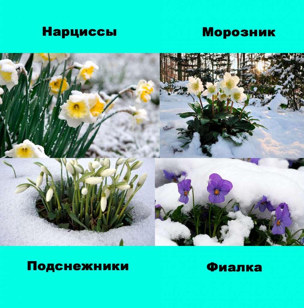 Зимний сад: выбор растений и основные принципы проектирования – VIVE group  | Ландшафтный дизайн