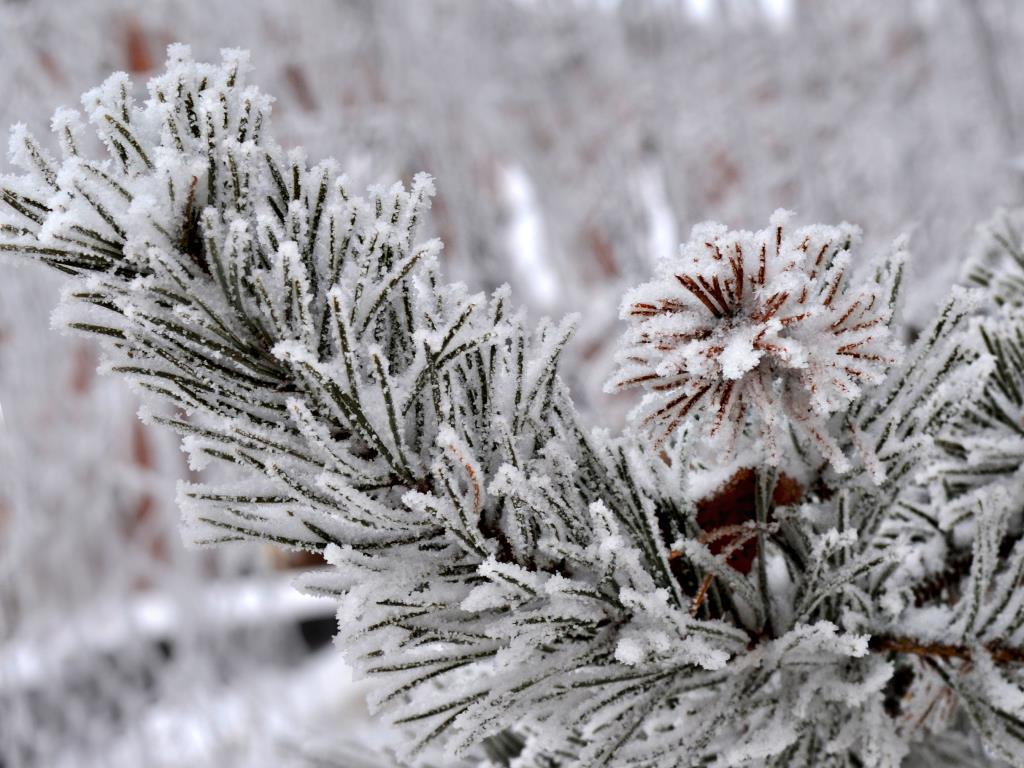 Хвойные растения зимой: уход, полив, подкормка - советы профессионалов