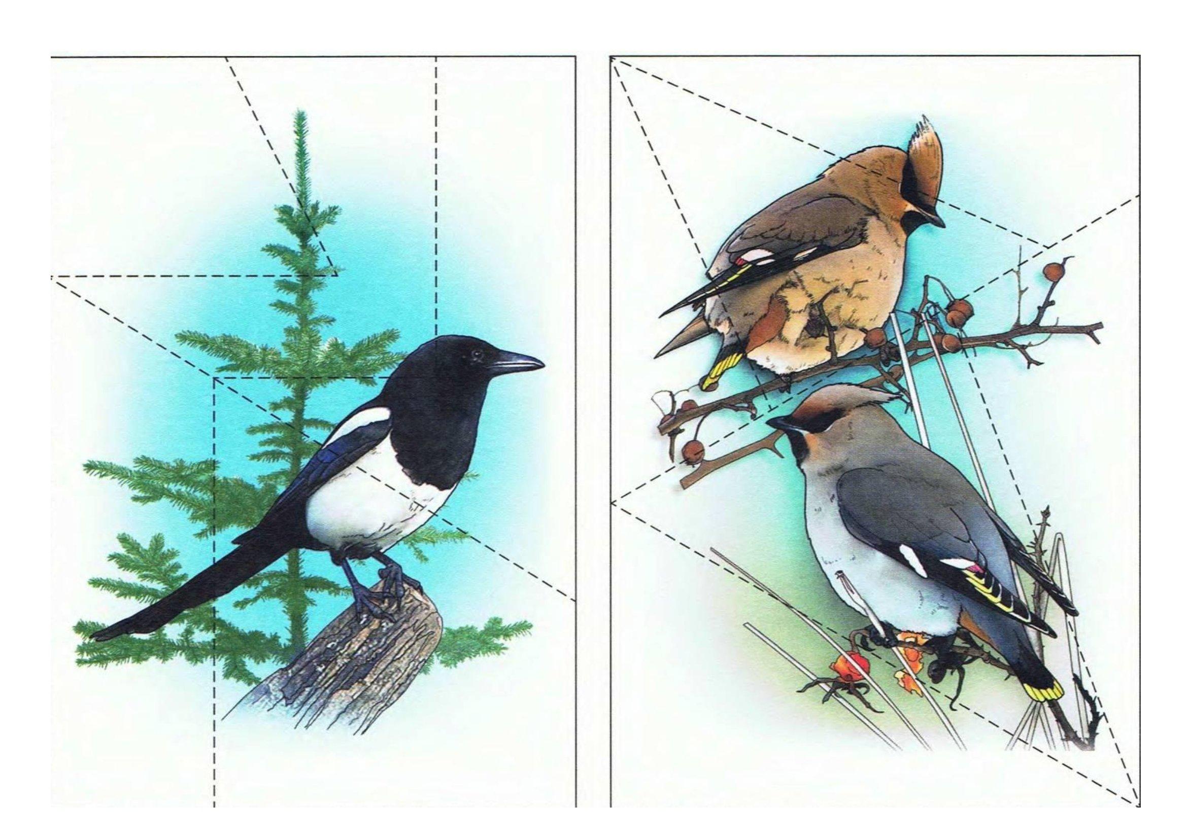 Разрезные картинки \"Зимующие птицы\" (счёт до 10)... | Интересный контент в  группе Наглядные пособия для дошколят
