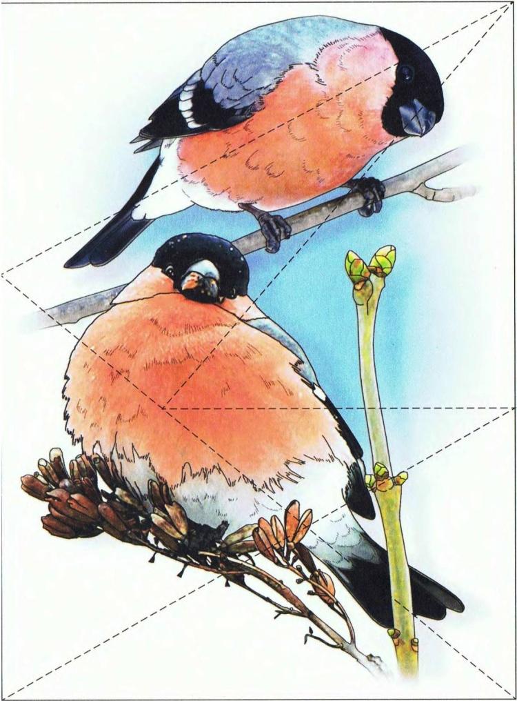Зимующие птицы России - карточки Монтессори купить и скачать