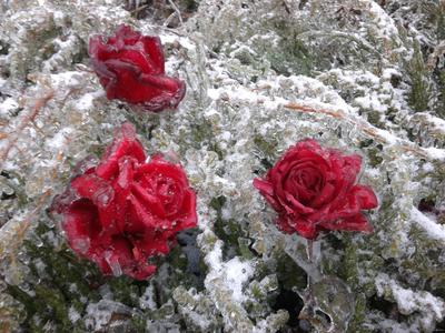 Розы в огороде после ледяного дождя. | Пикабу