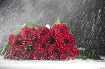 роза под дождём стоковое фото. изображение насчитывающей красно - 275967080