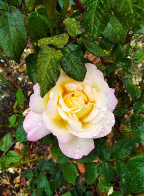 Розы под дождем - 71 фото