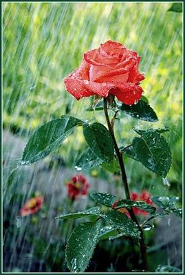 Розы под дождем | Пикабу
