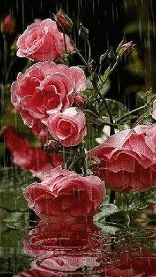 Анимация Красная роза под дождем | Rose, Red roses, Rose images