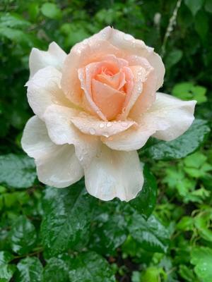 Роза под дождем | Розы