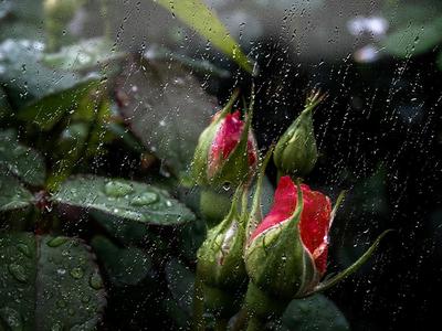 Роза под дождем. Масло купить в интернет-магазине Ярмарка Мастеров по цене  3000 ₽ – 8CNULRU | Картины, Люберцы - доставка по России