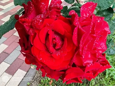 Розы под дождем. Фотограф, фото, Цветочный натюрморт, Натюрморт