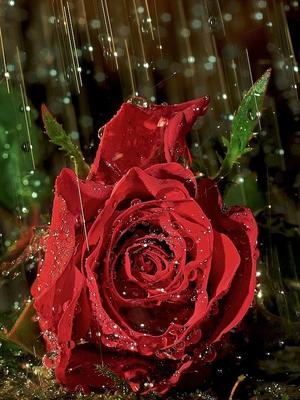 Красивые розы под дождем - красивые фото