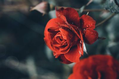 Роза под дождем с каплями воды на ней. | Премиум Фото