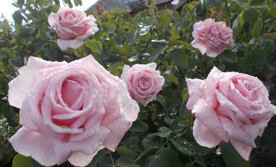 Бесплатное изображение: розы, росы, дождь, водослива, цветок, природа, роза,  завод, лепесток, флора