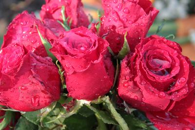 Роза почвопокровная 'Сиреневый дождь'/Rose climber 'Hedetraum' C6 — цена в  Орске, купить в интернет-магазине, характеристики и отзывы, фото