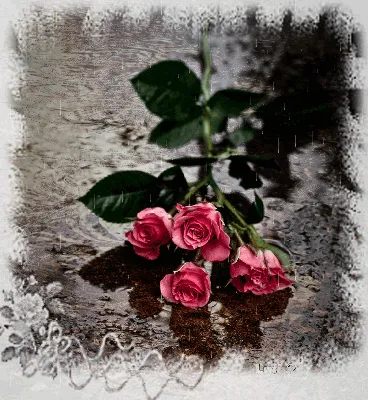 Проведение красной розы под дождем с фоном размытия Предложите красную розу  Стоковое Фото - изображение насчитывающей поднял, предложите: 169732328