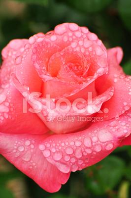 Розы под дождем | Разукрасим ЖИЗНЬ свою ЦВЕТАМИ. | Дзен