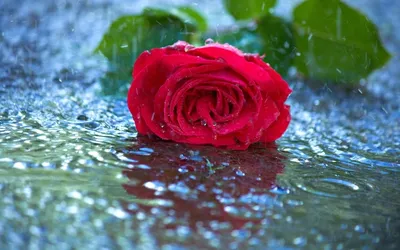 Роза После Дождя Стоковые Фотографии | FreeImages
