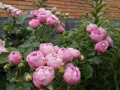 Розы после дождя красивые кусты» — создано в Шедевруме