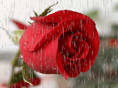 ⬇ Скачать картинки Дождь и розы, стоковые фото Дождь и розы в хорошем  качестве | Depositphotos