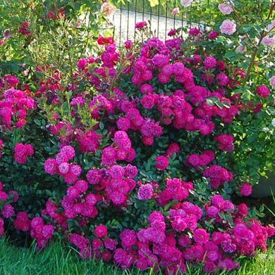 три красные розы с каплями дождя, бесплатные фотографии роз, Роза, цветы  фон картинки и Фото для бесплатной загрузки