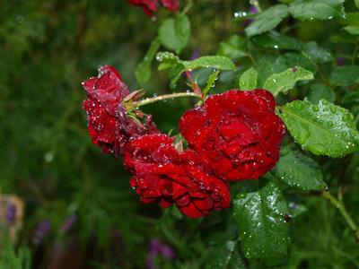 Роза под дождем» — создано в Шедевруме