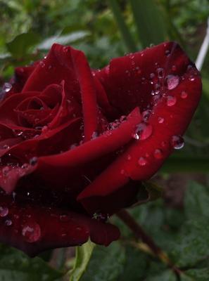Розы после дождя фото
