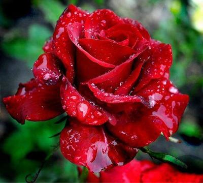 роза после дождя | Rose flower wallpaper, Beautiful rose flowers, Beautiful  red roses