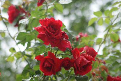 Розы после дождя — Мой Блог