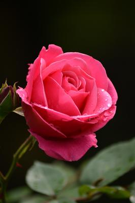 Фото: Солнечная роза после дождя.. Анатолий Кувшинов. Природа. Фотосайт  Расфокус.ру