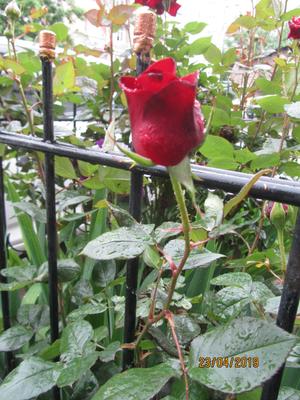 Осенняя роза после дождя :: Вячеслав Побединский – Социальная сеть ФотоКто