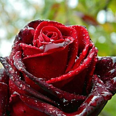 красивая красная роза после дождя Стоковое Изображение - изображение  насчитывающей кровопролитное, сад: 222894931
