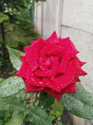 Розы после дождя | Alexander #Бодровцветовод | Дзен