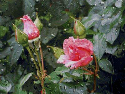 Красные розы после дождя» — создано в Шедевруме
