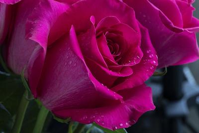 3d, полупрозрачные розы после дождя…» — создано в Шедевруме