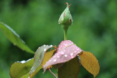 Роза после дождя | Пикабу