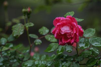 Онлайн пазл «Роза после дождя»