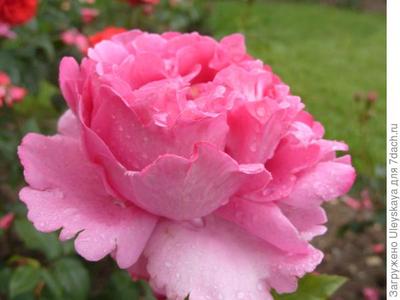 Розы после дождя красивые кусты» — создано в Шедевруме