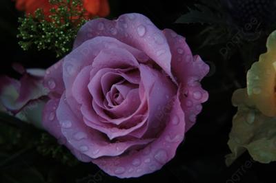Розы после дождя - 66 фото