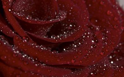 Красная Бархатная Роза После Дождя - Бесплатное фото на Pixabay - Pixabay