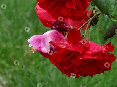 Розы после дождя | Пикабу