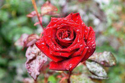 Садовые розы захватят мир после дождя / Владимир Нащёкин