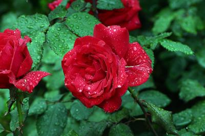 Скачать обои цветы, капли, розы, лепестки, после дождя разрешение 1920x1200  #179889
