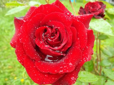 Розы после дождя, солнце, флористика…» — создано в Шедевруме