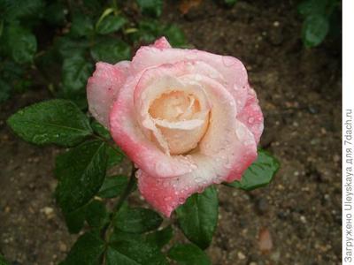 Изображение Черно-белое Розы После Дождя Фотография, картинки, изображения  и сток-фотография без роялти. Image 20950133