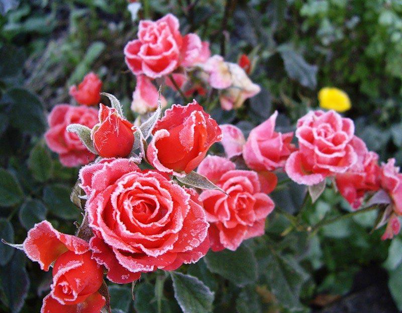 Как обрезать розы на зиму? | Славянск Сегодня