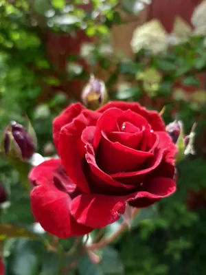 Морозные Розы Зимой Застеклены Льдом — стоковые фотографии и другие  картинки Роза - Роза, Иней - Замёрзшая вода, Холод - iStock