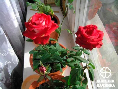 Бад красной розы лежит на банкнотах в снегу зимой в парке Стоковое  Изображение - изображение насчитывающей влюбленность, финансы: 169722525