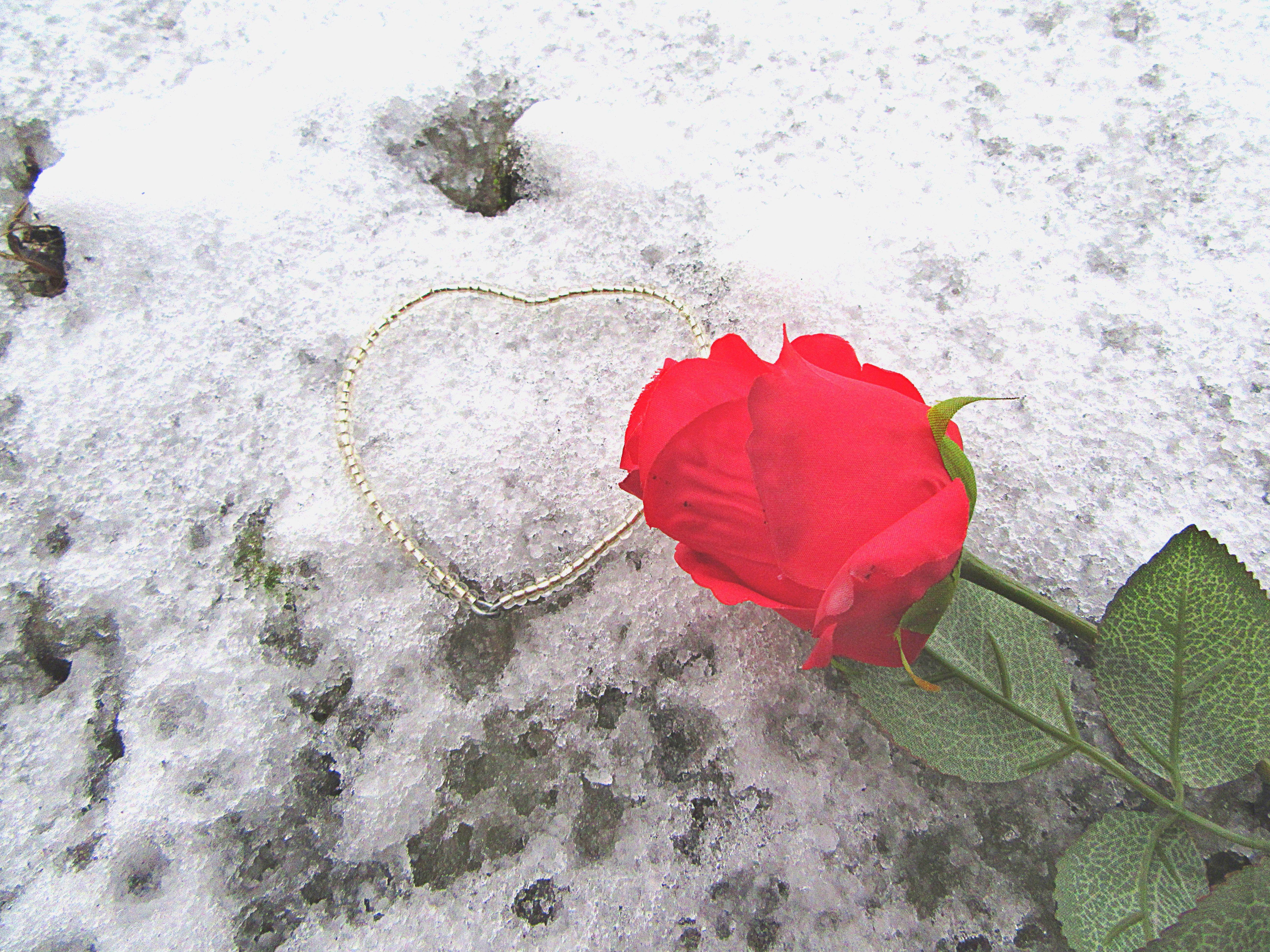 Роза в горшке дома - так красиво!\". Нет, далеко не всегда. Зимой -  отталкивающе. Показываю честно, как выглядит роза на окне | Сад Фрейи | Дзен