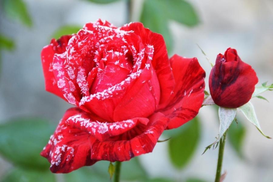 Зимний букет с нобилисом, красными розами и голубым дельфиниумом - купить с  доставкой в Омске - LAVANDA