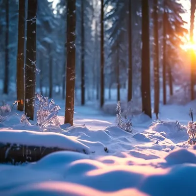 Каково жить зимой в лесу?