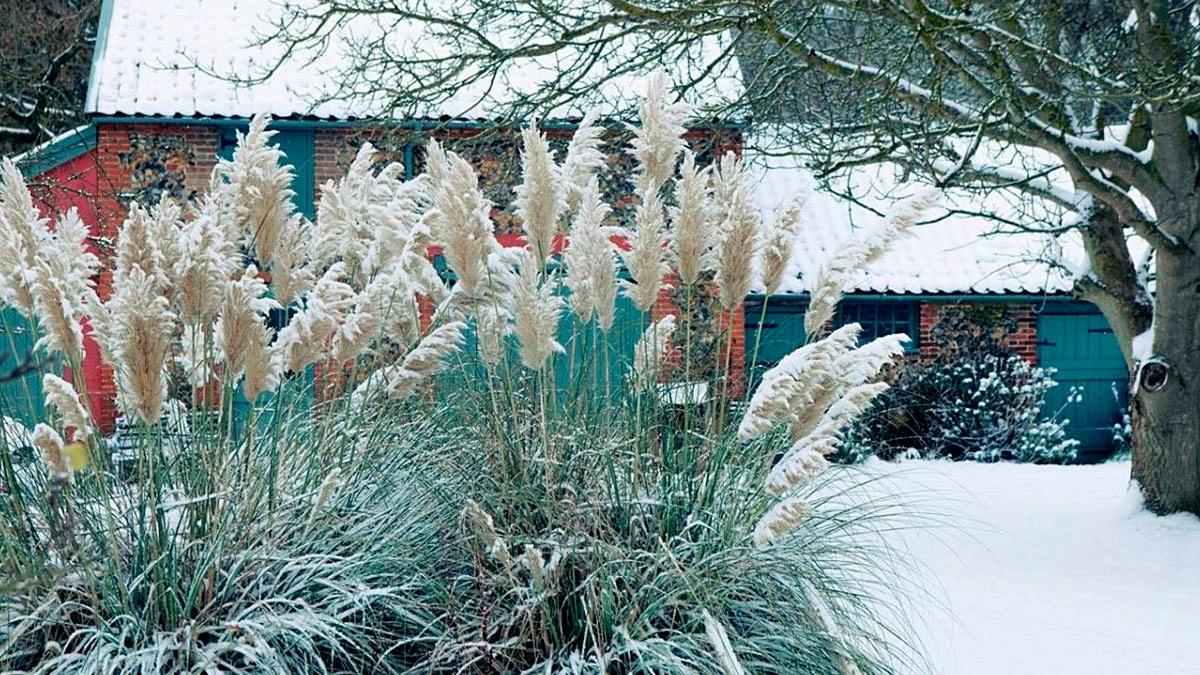 13 растений, которые выгодно украсят сад зимой! | ДОМ ЯРКИХ ИДЕЙ | Дзен