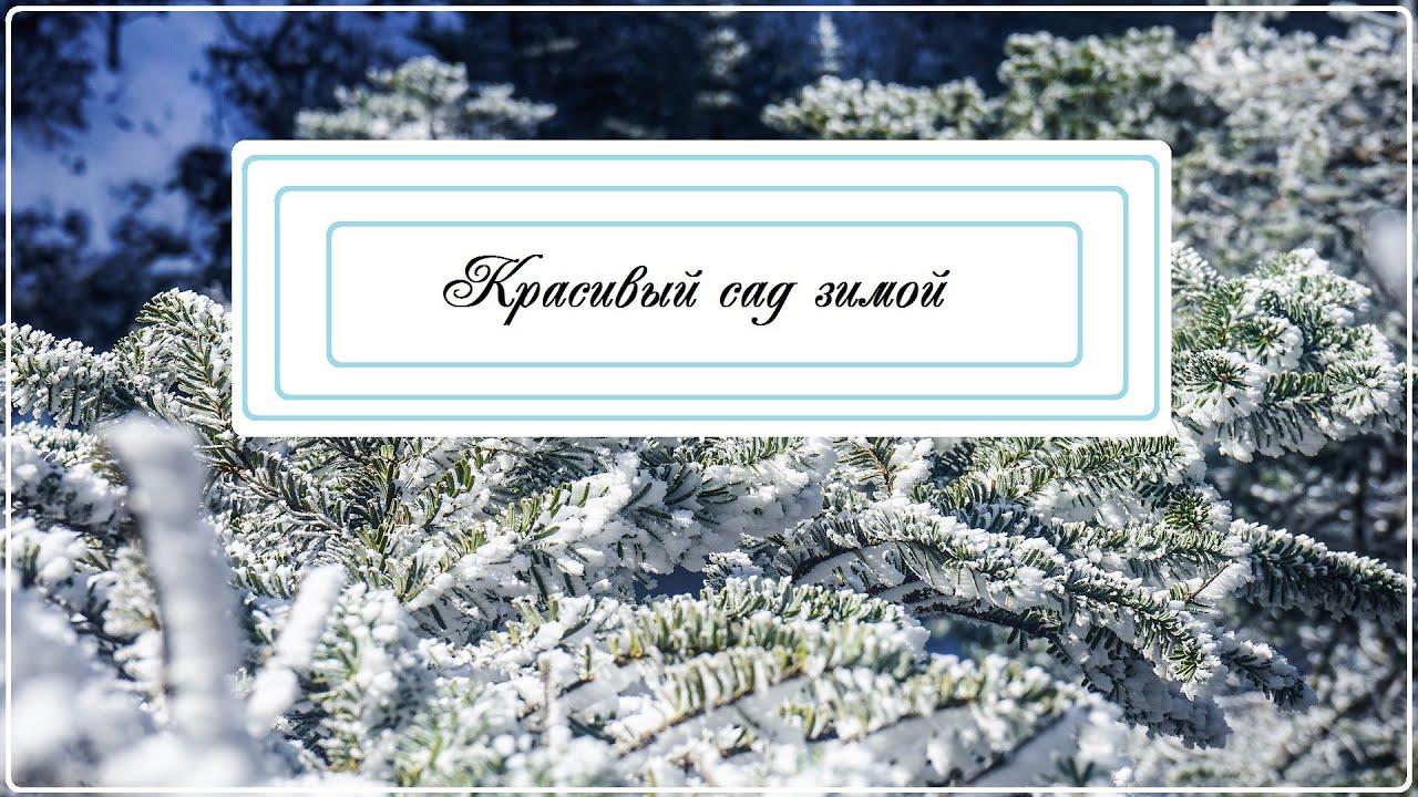 Красивый сад зимой - Советы от питомника и садового центра Гавриш